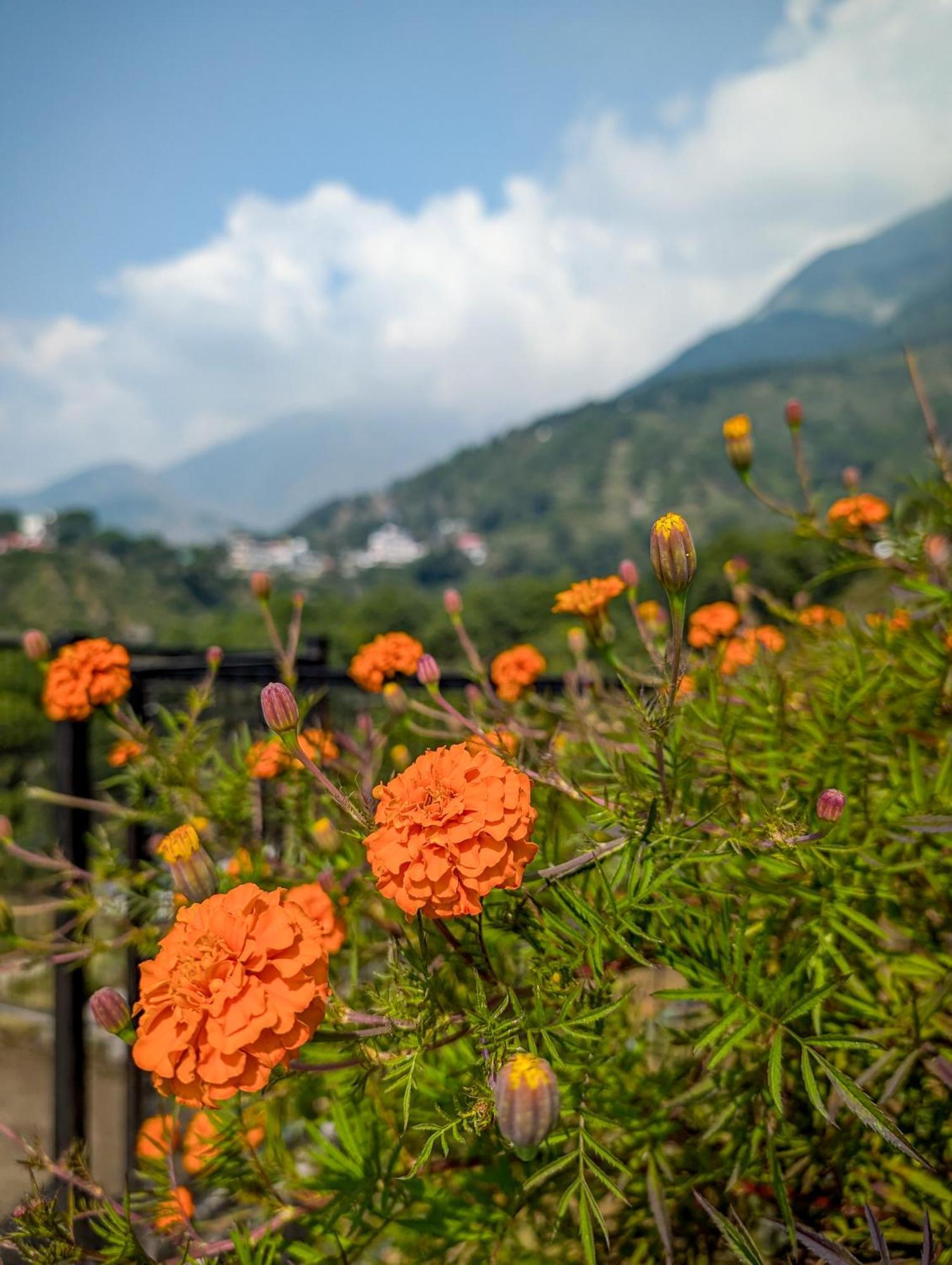 Hobo Hostel Dharamsala Exteriér fotografie